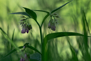 Kwiaty polne, bukiet kwitów polnych © Andrzej