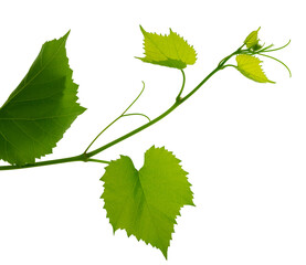 Green fresh grape leaf. Grape leaves vine branch with tendrils and young leaves. Small grape branch on transparent, png