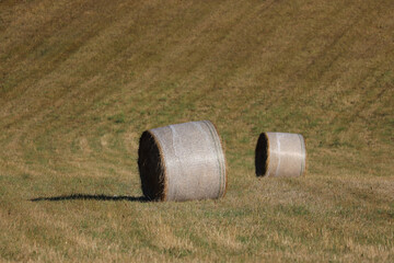 Hay bales of straw as a round roll