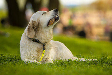 Rasowy pies Golden Retriever z brudnymi od zabawy uszami,  rozkoszujący się  nagrodą, posiłkiem żwaczem, suszonym uchem świni.  Spacery z psem. Dbanie o psa i jego radości