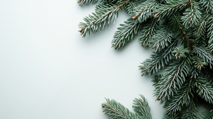 Obraz premium Spruce evergreen greenery flatlay background for product mockup scene creator. Extra space for text copy.