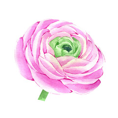 Watercolor hand drawn pink ranunculus flower. Botanical illustration of buttercup. Floral clipart for greeting cards, wedding invitations, packaging, scrapbooking