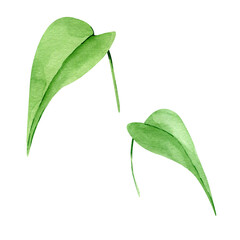 Watercolor Hand drawn greenery illustration isolated on white background. Botanical clipart element. Leaves set. Perfect for greeting cards, wedding invitations, packaging, scrapbooking