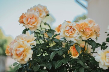 Beautiful orange roses in the garden in the summer weather 