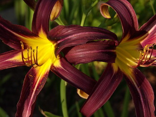 Zbliżenie na barwny kwiat liliowca (hemerocallis)