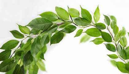 Obraz premium A dynamic arc of green leaves and tender stems, conveying the concept of growth and vitalit_1(22)