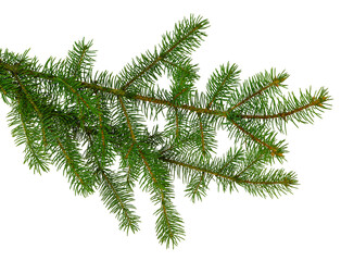 Obraz premium pine branch / pine-tree twig. Spruce . fir-tree. Decoration for new year and christmas, xmas festive and holidays.