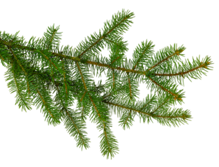 pine branch / pine-tree twig. Spruce . fir-tree. Decoration for new year and christmas, xmas festive and holidays.