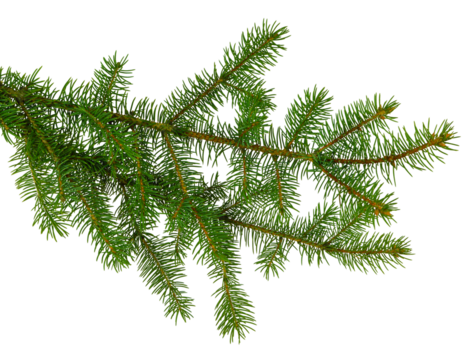 pine branch / pine-tree twig. Spruce . fir-tree. Decoration for new year and christmas, xmas festive and holidays.