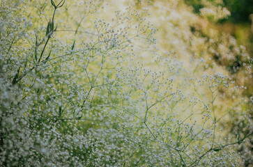 Beautiful large bush of white gypsophila against the background of the sun with green grass