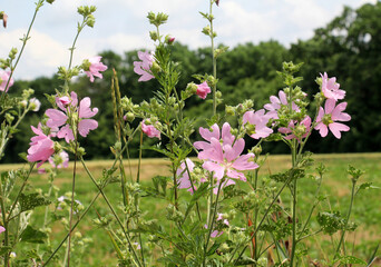 Malva thuringiaca (Lavatera thuringiaca) blooms in nature