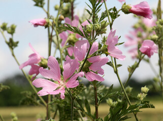 Malva thuringiaca (Lavatera thuringiaca) blooms in nature