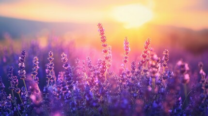 Naklejka premium A mesmerizing field of blooming lavender flowers bathed in the warm, golden light of sunset, creating a serene and picturesque landscape.