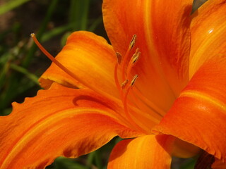 Zbliżenie na barwny kwiat liliowca (hemerocallis) © Kumulugma