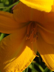 Zbliżenie na barwny kwiat liliowca (hemerocallis)