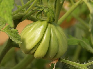 Zbliżenie na zielony owoc pomidora