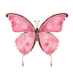 Watercolour painting colourful butterfly isolated on white background.