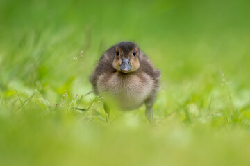 duckling in the grass