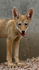 Juvenile Coyote in Suburban Scottsdale 