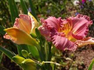 Zbliżenie na barwny kwiat liliowca (hemerocallis) © Kumulugma