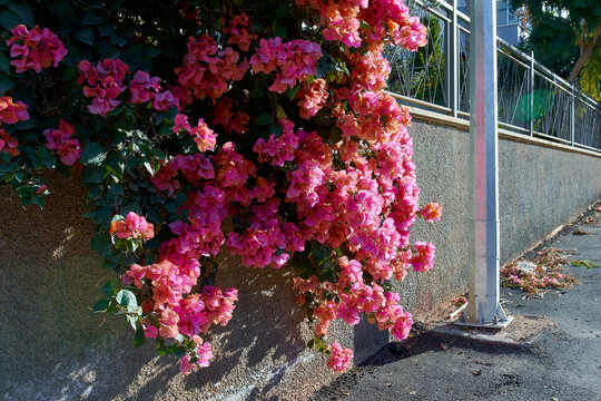 a lush tree with pink flowers by a concrete city fence