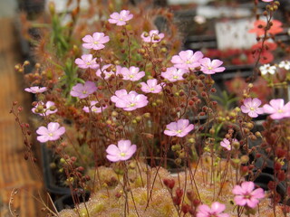 Zbliżenie na kwitnące rosiczki pigmejskie © Kumulugma