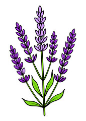 Fototapeta premium vector illustration of lavender flowers