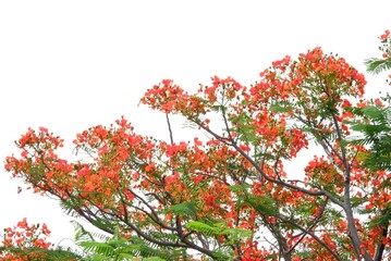 A sweet orange Peacock's crest flower blossom with green leaves on white isolated background