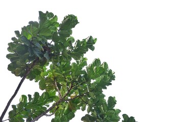 A Tropical tree with leaves branches on white isolated background for green foliage backdrop 
