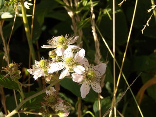 Zbliżenie na kwiaty jeżyny  © Kumulugma