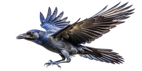Fototapeta premium Blue Jay in Flight - Isolated on Black - Closeup - Detailed Feathers