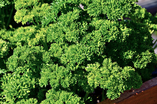 Salsa crespa em close-up