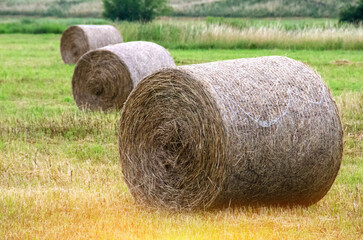 Hay bales. Hay bales are stacked on the field in large stacks. Harvesting in agriculture.