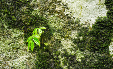 Green moss on natural stone wall with leaves. Green surface rock for abstract background and texture. beautiful patterns, space for work, banner, seamless wallpaper close up.
