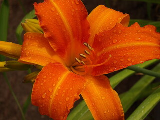 Zbliżenie na barwny kwiat liliowca (hemerocallis) © Kumulugma