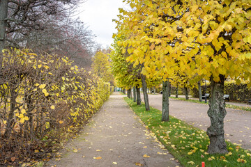 Naklejka premium A path with trees on either side and a bench on the right