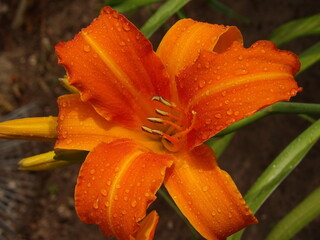 Zbliżenie na barwny kwiat liliowca (hemerocallis) © Kumulugma