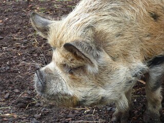 Kunekune Pig in the wild © Amy