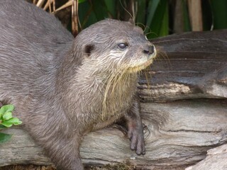 otter on a branch