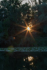 sun shining through the trees