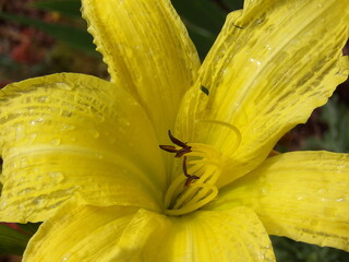 Zbliżenie na barwny kwiat liliowca (hemerocallis) © Kumulugma