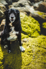 Border collie algues