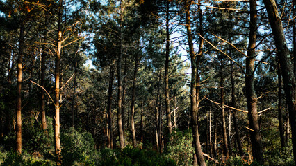 Obraz premium forêt pin