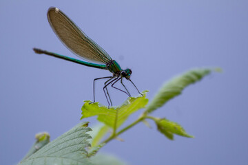 dragonfly on a leaf