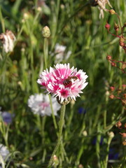 Zbliżenie na kwiat rośliny z gatunku Centaurea cyanus