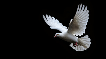 Graceful White Dove in Flight