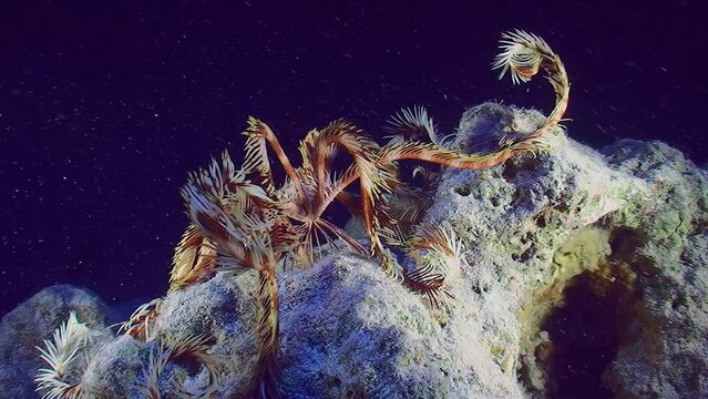 The sea lily Sawtoothed Feather star (Oligometra serripinna) moving along the seabed using its rays.