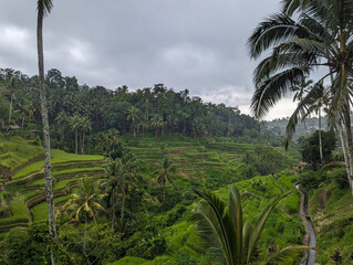 Obraz premium View of the rice terraces in Ubud