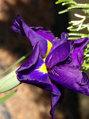 Zbliżenie na kwiat irysa syberyjskiego © Kumulugma