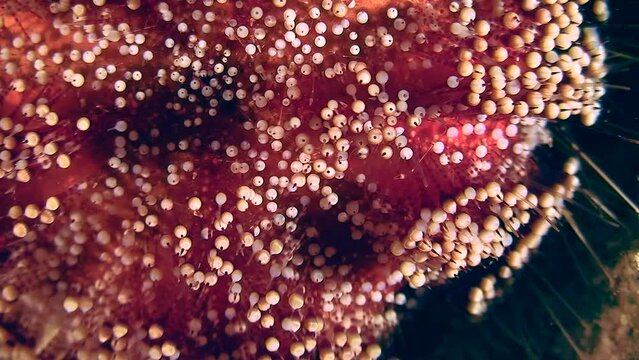 Close-up of Fire Sea Urchin (Asthenosoma varium) slowly crawling in front of the camera. The movement of poisonous needles is visible.